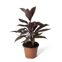 Корділіна мікс купить