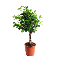 Фікус мікрокарпа Мокламе косичка купить