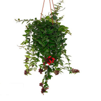 Есхінантус Мона Ліза купить