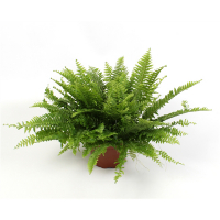 Нефролепіс купить