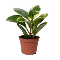 Пеперомия Обтусифолия Грин Голден купить