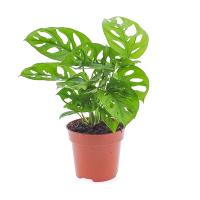 Монстера Оbliqua купить