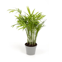 Хамедорея изящная купить