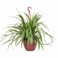 Хлорофитум купить