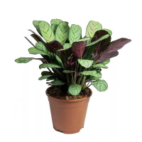 Ктенанте микс купить