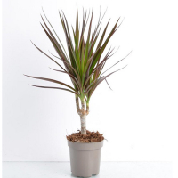 Драцена Маджента купить