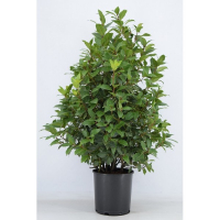 Лавр благородний купить