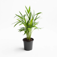 Хризалидокарпус Lutescens купить