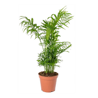 Хамедорея витончена купить