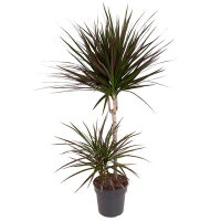 Драцена Маджента 2 ствола купить