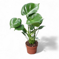 Монстера Deliciosa купить