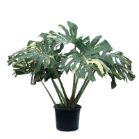 Монстера Thai Constellation купить