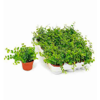 Фикус мелколистный Green Sunny купить