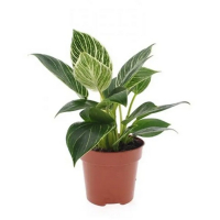 Филодендрон White Wave купить