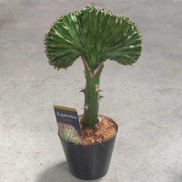 Еуфорбія Lactea Cristata купить