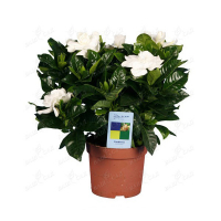 Гардения купить