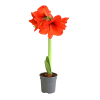 Гиппеаструм микс купить