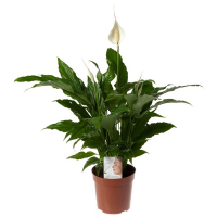 Спатифиллум купить