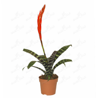 Врієзія купить