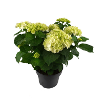 Гортензія Schneeball купить