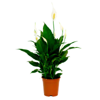 Спатифиллум Sweet Chico купить