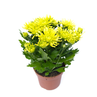 Хризантема микс купить