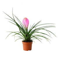 Тилландсия Анита купить