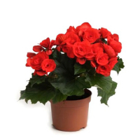 Бегония цветущая микс купить