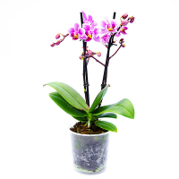 Орхидея фаленопсис миди купить