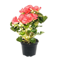 Бегония цветущая микс купить