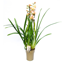 Орхідея цимбідіум купить