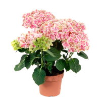 Гортензия розовая купить