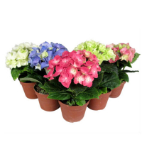 Гортензія крупнолистова мiкс купить