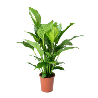 Спатіфілум купить