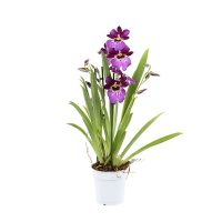 Мільтонія мiкс купить