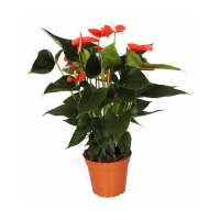 Антуріум Андре Оранж купить