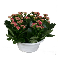 Каланхоэ микс купить