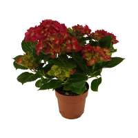 Гортензія крупнолистова Хот Ред купить