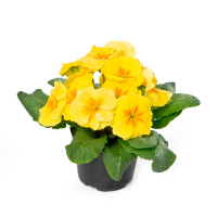 Примула микс купить