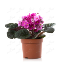 Фіалка мікс купить