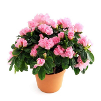 Рододендрон купить