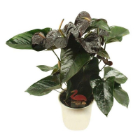 Антуріум Джамбо Блек купить