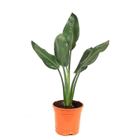 Стрелиция королевская купить