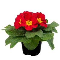 Примула микс купить