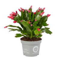 Шлюмбергера микс купить