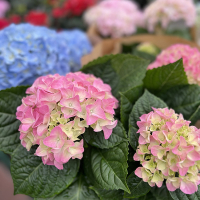 Гортензія крупнолистова мiкс купить