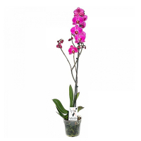 Орхидея фаленопсис 1 цветонос купить