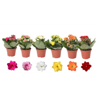 Каланхое Rosalinа Mix 6/12 см купить