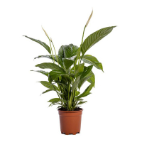 Спатифиллум Свит Лауретта купить