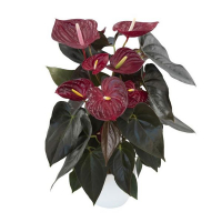 Антуріум Деліката купить